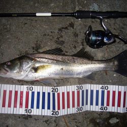 今宵もシーバス調査釣行